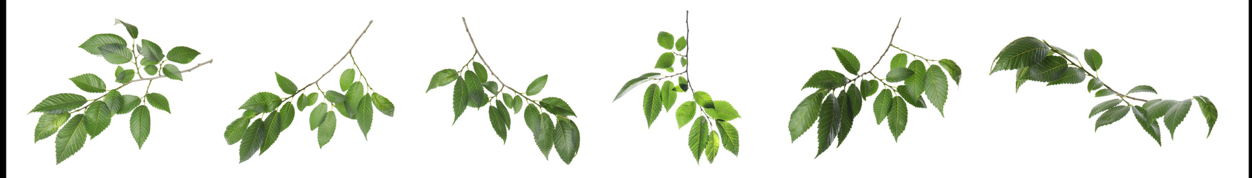 Image of Set with young fresh leaves on white background, banner design 