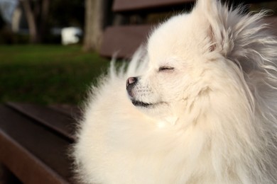 Photo of Cute fluffy Pomeranian dog on wooden bench outdoors, closeup. Lovely pet