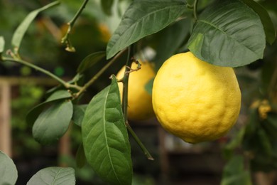 Photo of Lemon tree with ripe fruit in greenhouse, closeup