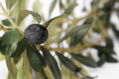 Photo of Fresh ripe olive and green leaves on blurred background, closeup. Space for text