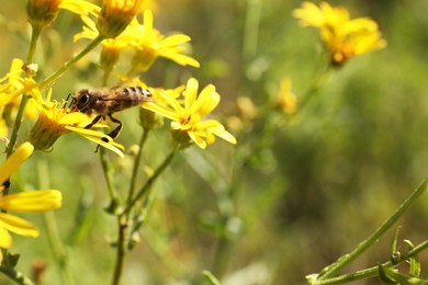 Photo of Honeybee collecting nectar from yellow flower outdoors, closeup. Space for text