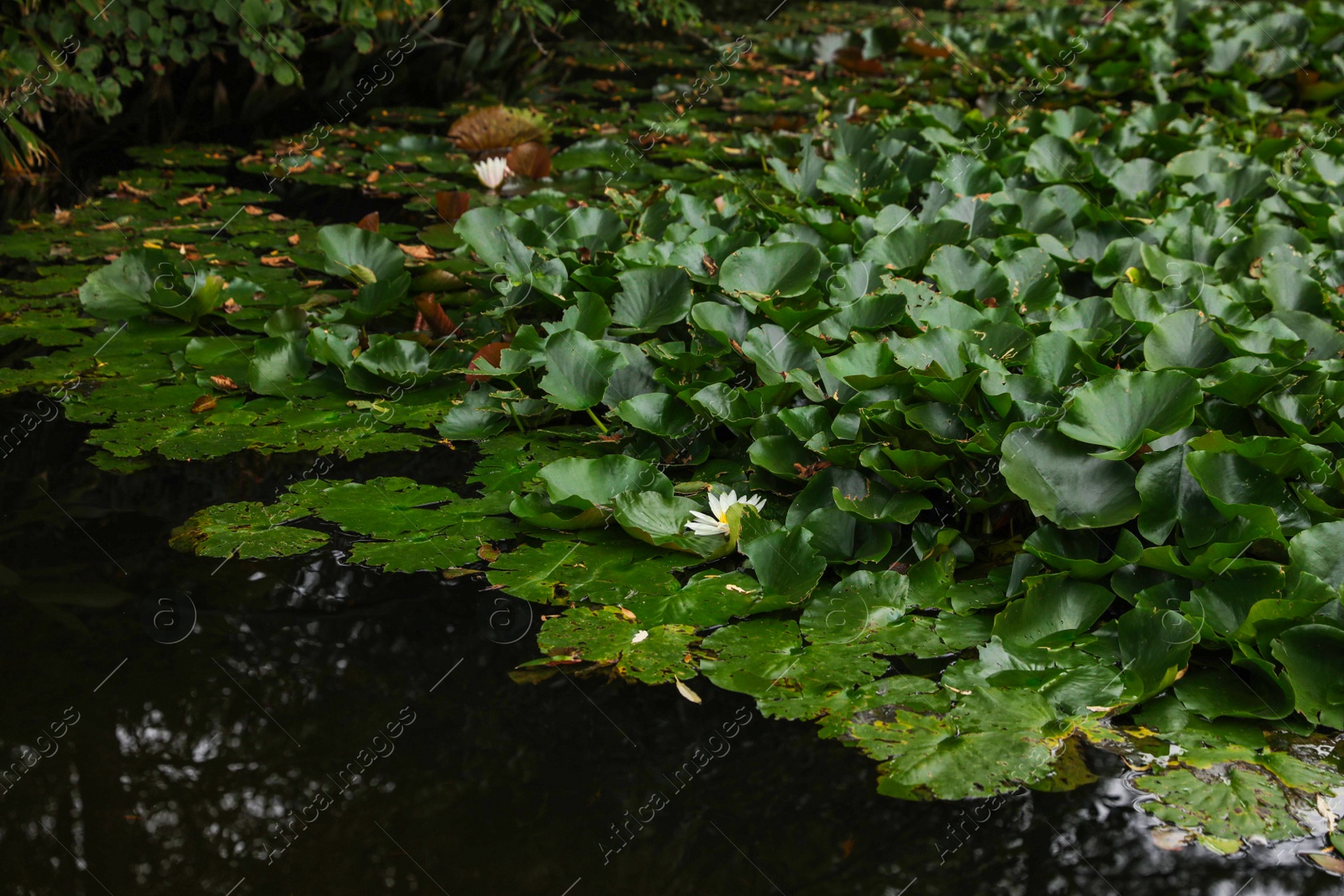 Photo of Pond with beautiful lotus flowers and leaves