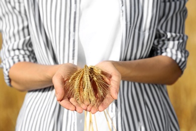 Farmer with wheat spikelets, closeup. Cereal grain crop