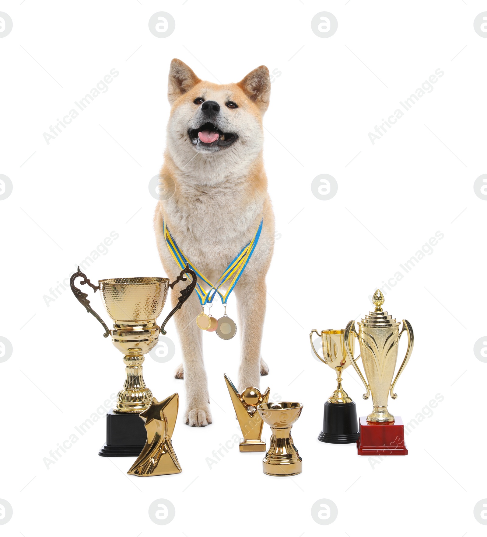 Photo of Adorable Akita Inu dog with champion trophies on white background