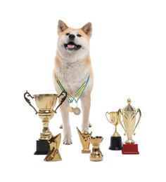 Photo of Adorable Akita Inu dog with champion trophies on white background