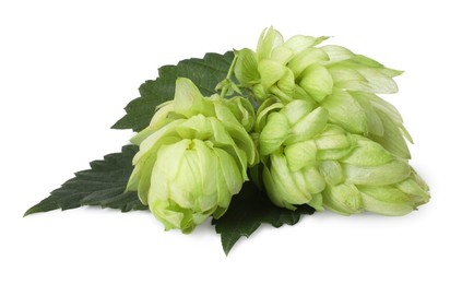 Fresh ripe green hops on white background