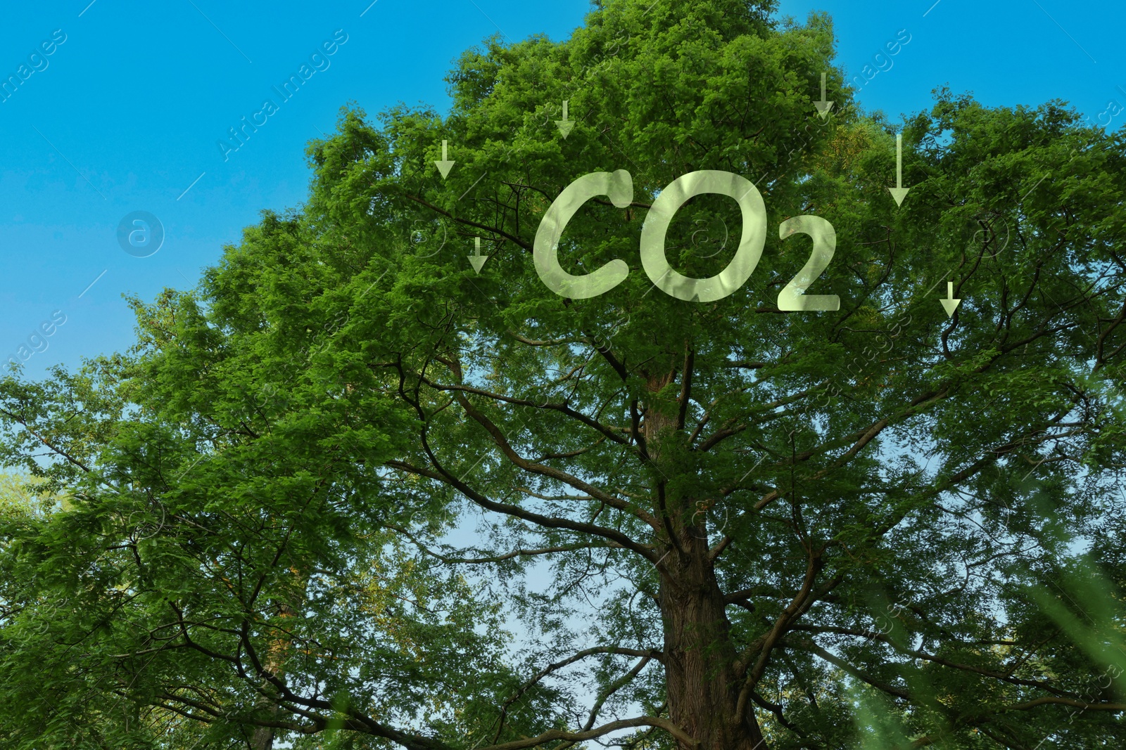 Image of Reduce CO2 emissions. CO2 inscription with arrows and beautiful green tree under blue sky, low angle view