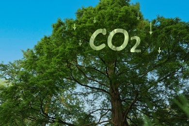 Reduce CO2 emissions. CO2 inscription with arrows and beautiful green tree under blue sky, low angle view