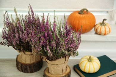 Beautiful heather flowers in pots, book and pumpkins indoors