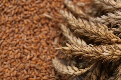 Photo of Bunch of spikelets on wheat grains, closeup