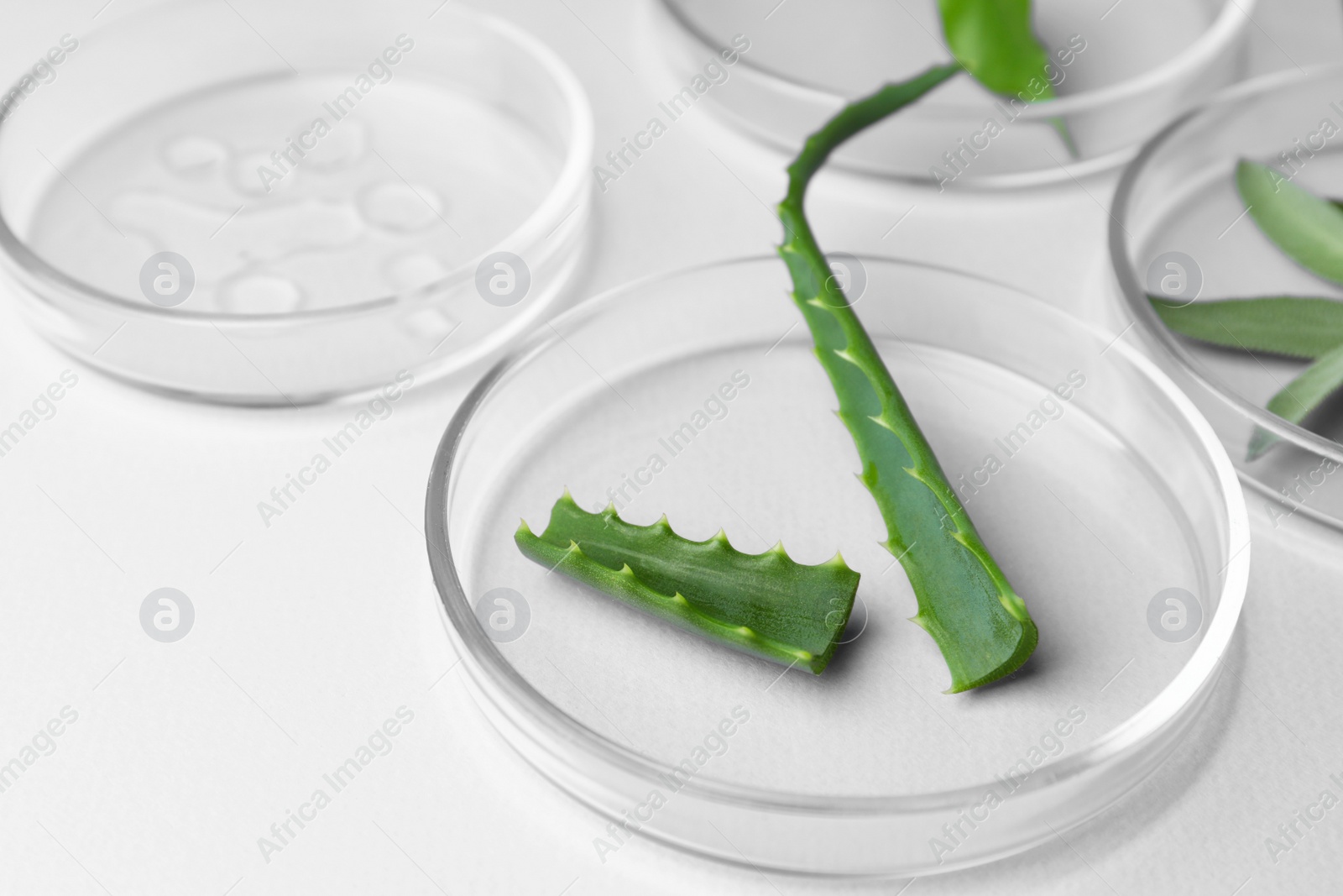 Photo of Petri dishes and plants on violet background, closeup