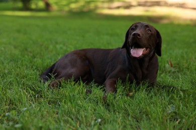 Photo of Adorable Labrador Retriever dog lying on green grass in park