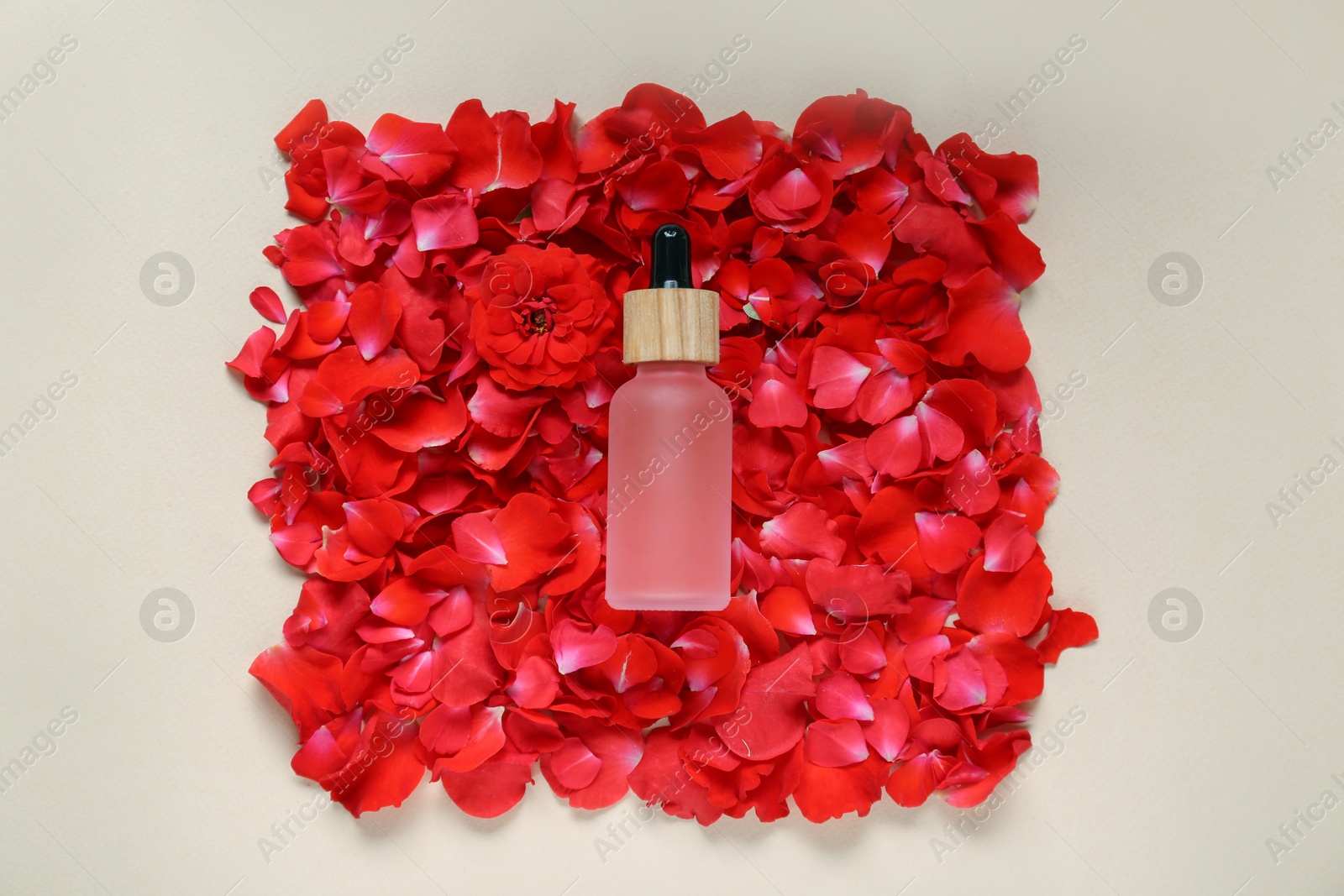 Photo of Bottle of rose essential oil and red flower petals on beige background, top view