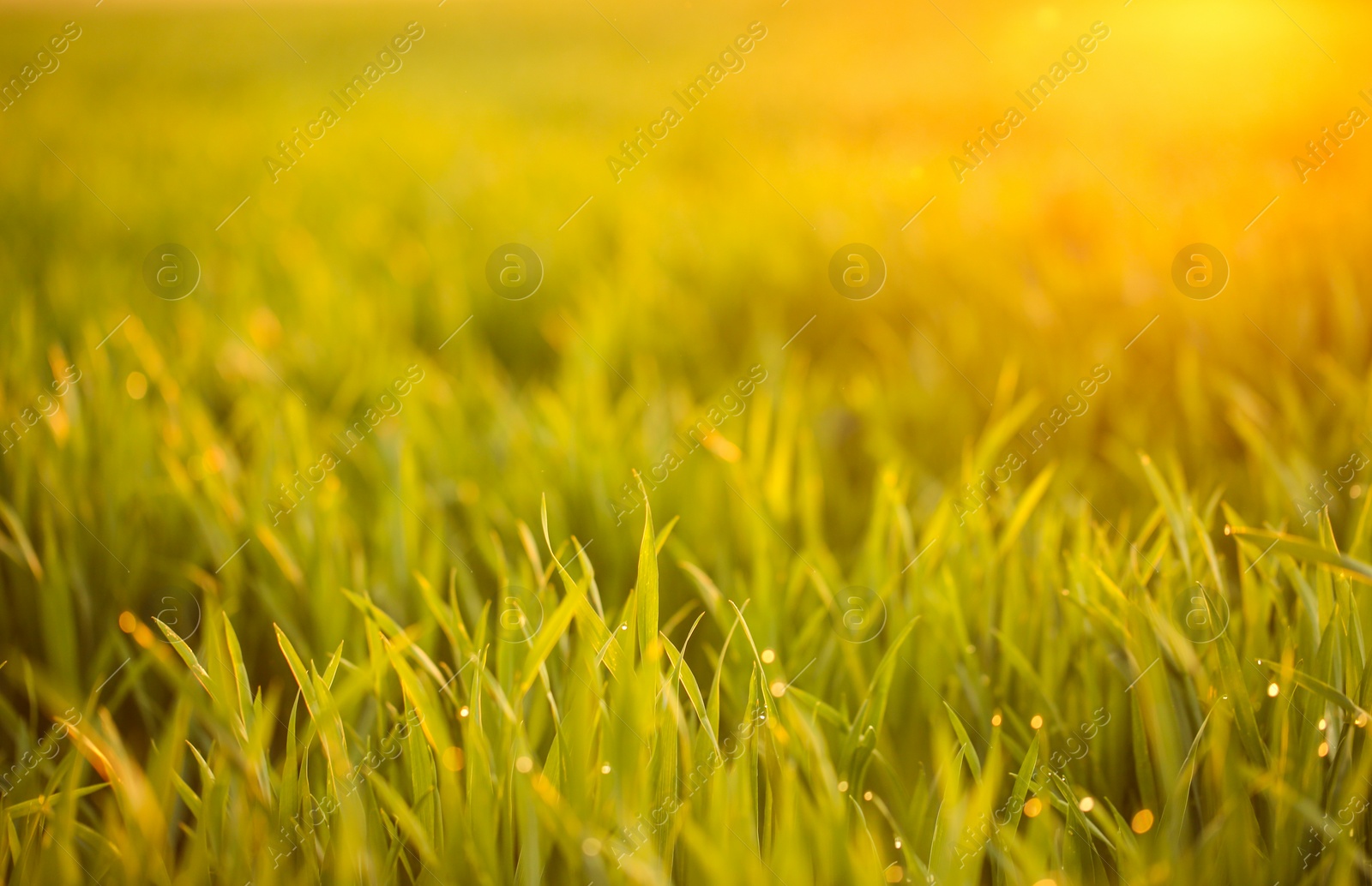 Photo of Young green grass with dew drops in field on spring morning