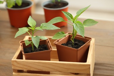 Seedlings growing in plastic containers with soil on table, closeup
