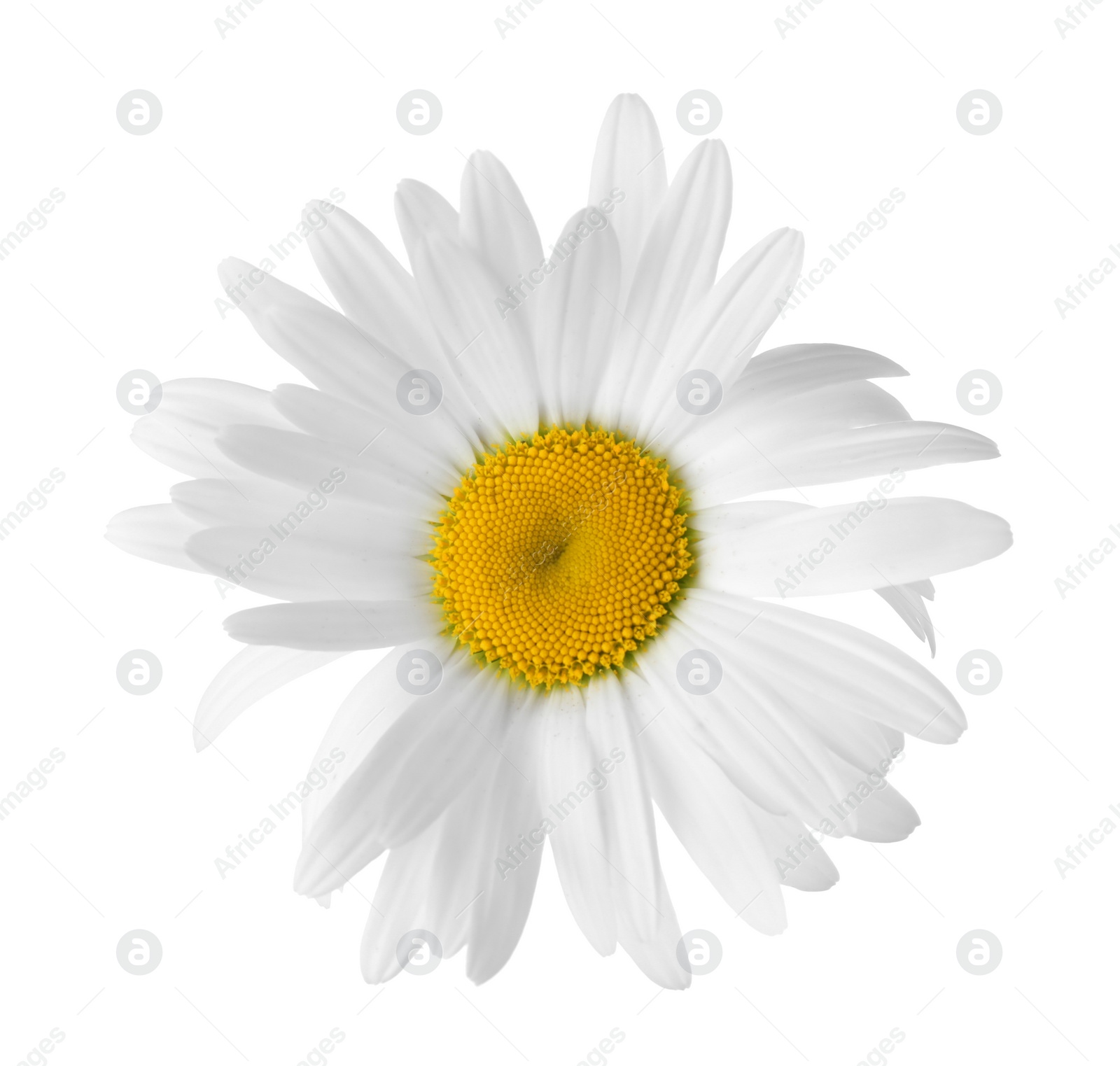 Photo of Beautiful fragrant chamomile flower isolated on white