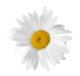 Beautiful fragrant chamomile flower isolated on white