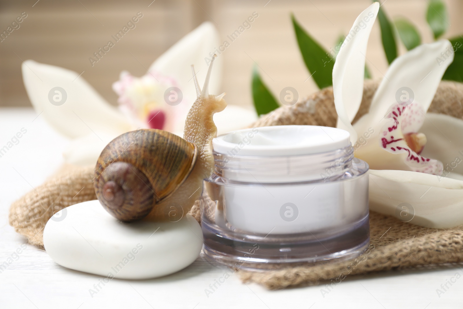 Photo of Snail, jar of cream and orchid flower on white table, closeup