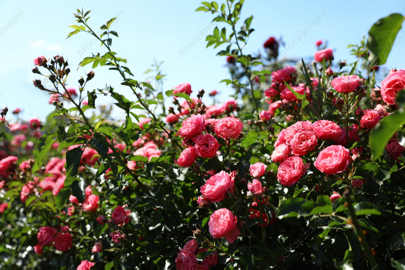 Photo of Green bush with beautiful roses in blooming garden on sunny day