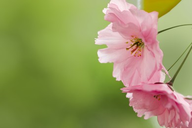 Photo of Beautiful pink flowers of blossoming sakura tree on green background, closeup. Space for text