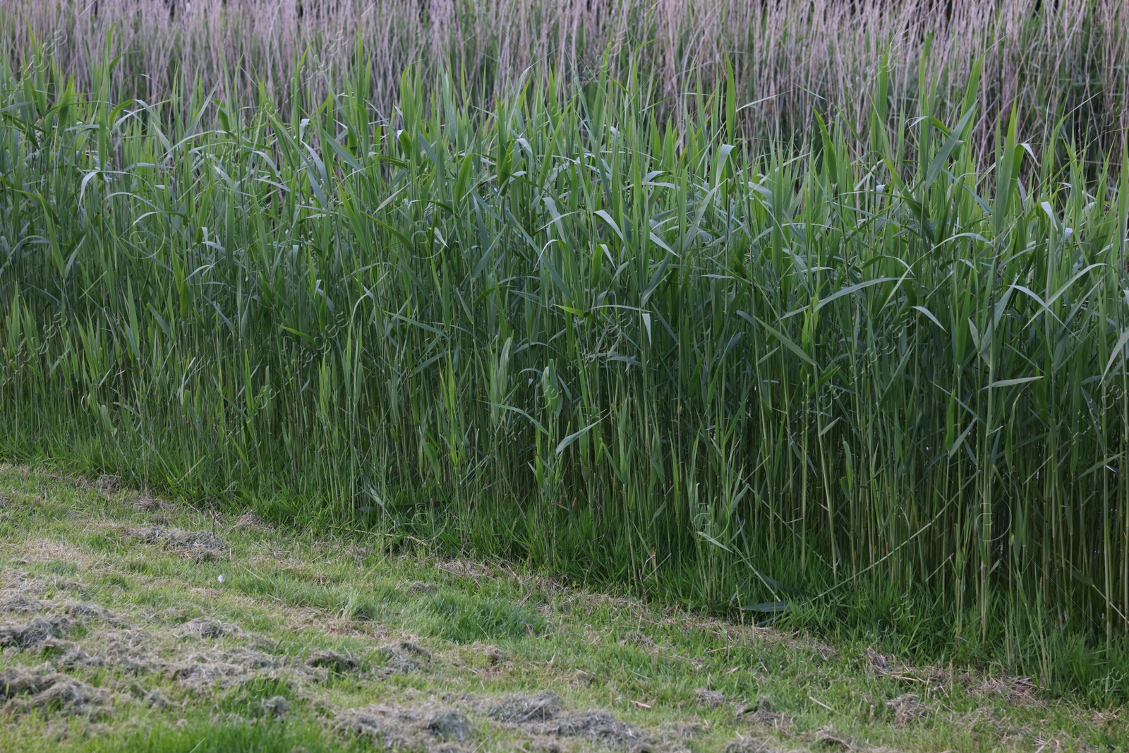 Photo of Beautiful view of green reed plants growing outdoors