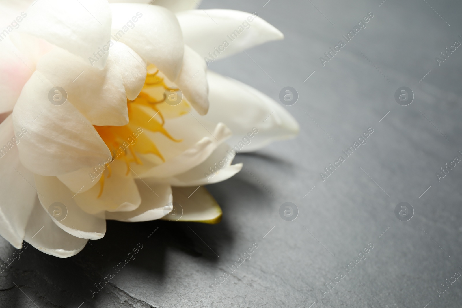 Photo of Beautiful white lotus flower on grey table, closeup. Space for text