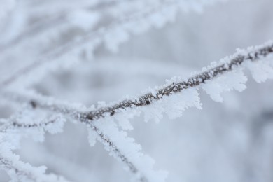 Photo of Frosty branch on blurred background, closeup. Winter season