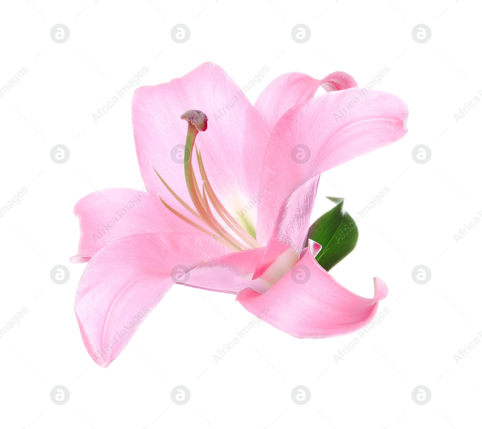 Photo of Beautiful pink lily flower isolated on white