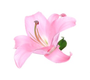 Beautiful pink lily flower isolated on white