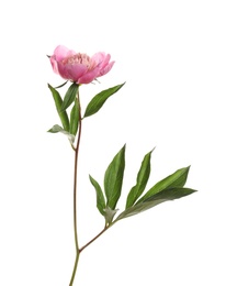 Photo of Fragrant bright peony on white background. Beautiful spring flower