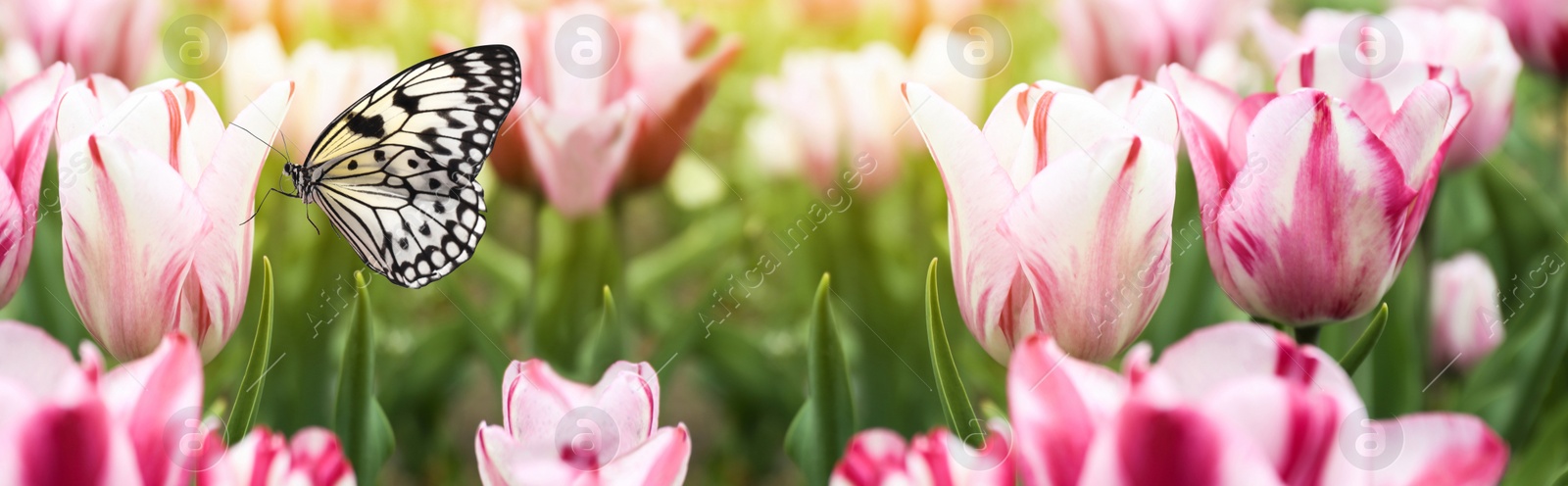 Image of Beautiful butterfly and blossoming tulips outdoors on sunny spring day. Banner design