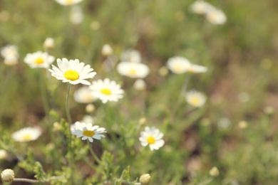 Closeup view of beautiful chamomile field on sunny day