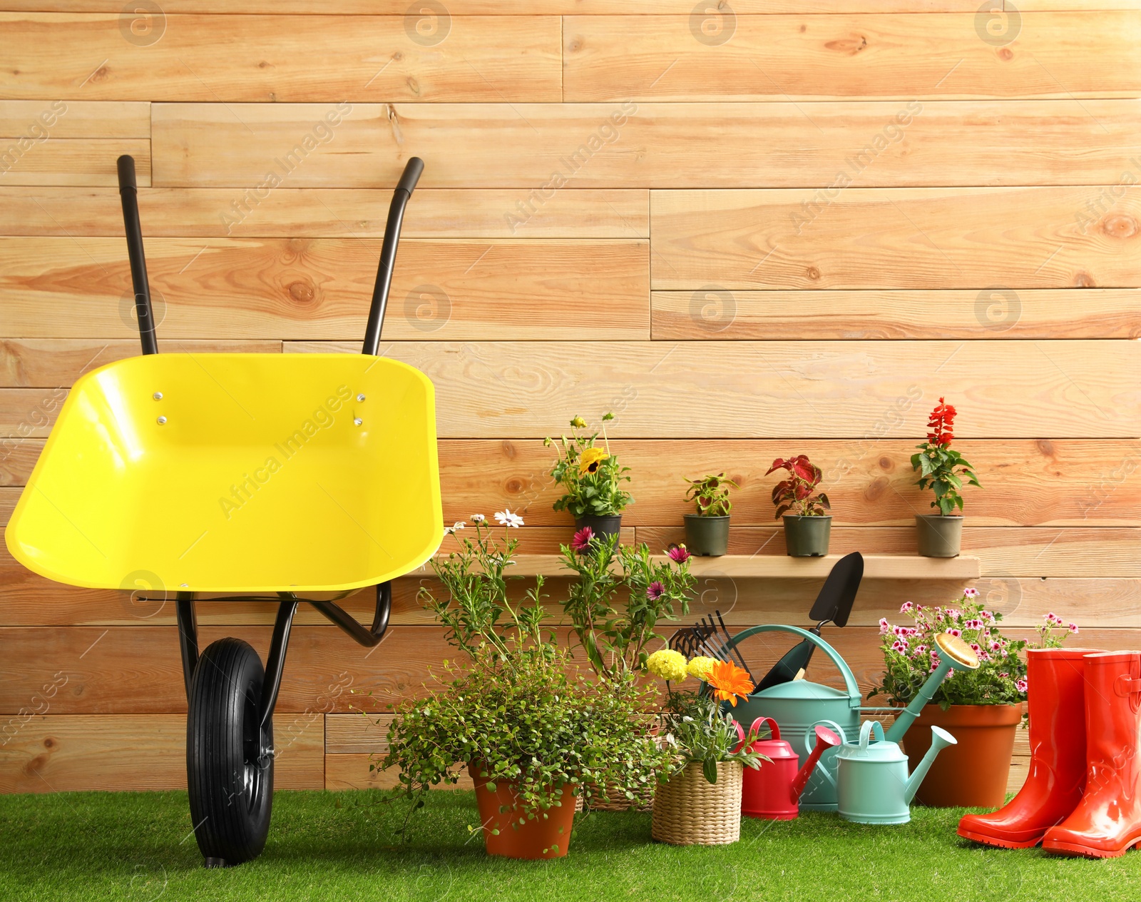 Photo of Wheelbarrow with gardening tools and flowers near wooden wall