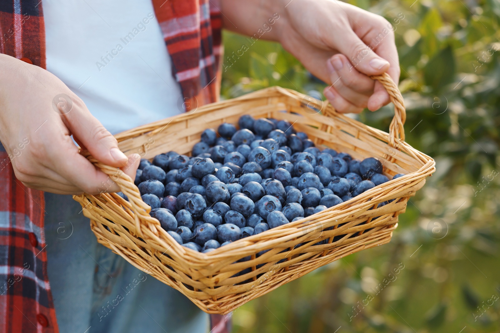 Photo of Woman with wicker basket of fresh blueberries outdoors, closeup. Seasonal berries