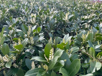 Cherry Laurel shrubs with white flowers growing outdoors