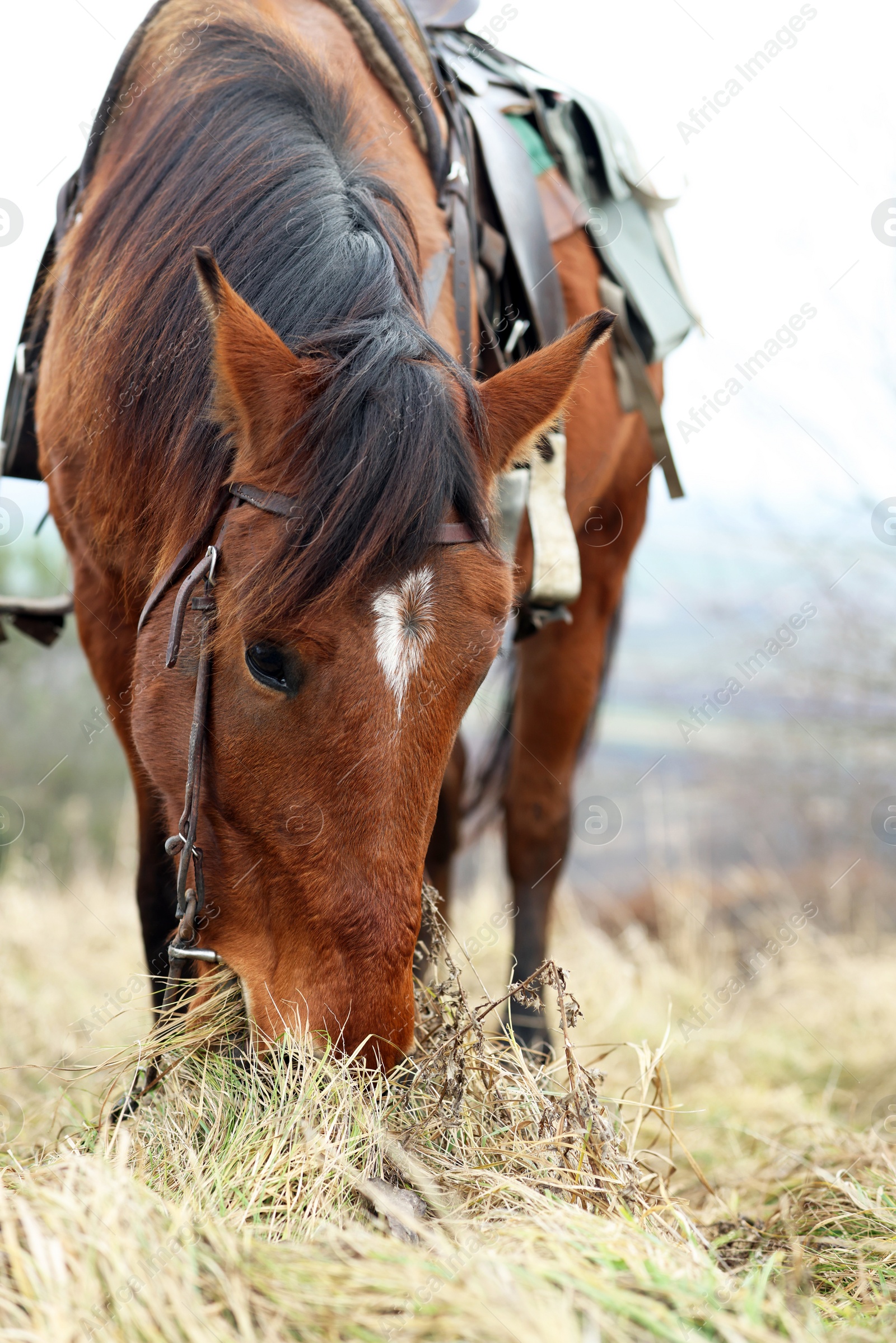 Photo of Adorable chestnut horse grazing outdoors. Lovely domesticated pet