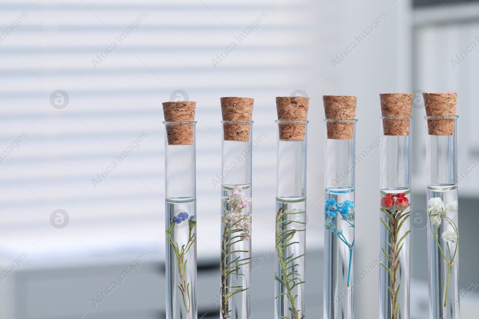 Photo of Test tubes with different plants in laboratory, closeup. Space for text