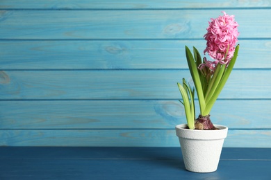 Beautiful hyacinth in flowerpot on blue wooden table. Space for text