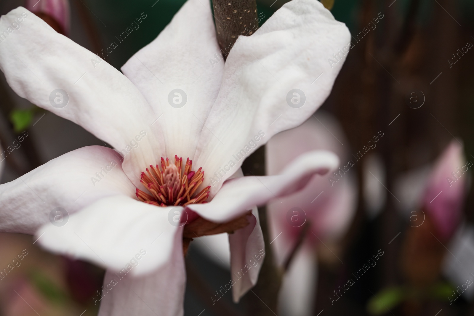 Photo of Beautiful blooming flower of magnolia tree on blurred background, closeup