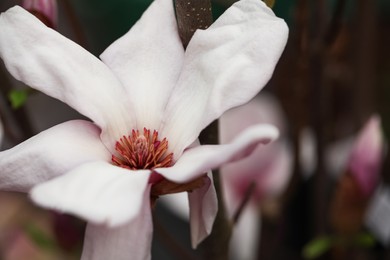 Beautiful blooming flower of magnolia tree on blurred background, closeup