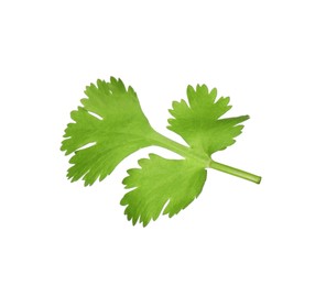 Aromatic fresh green cilantro isolated on white