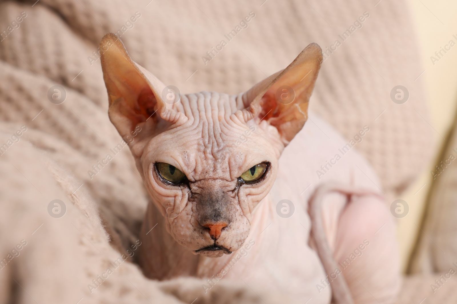 Photo of Beautiful Sphynx cat relaxing on sofa at home, closeup. Lovely pet