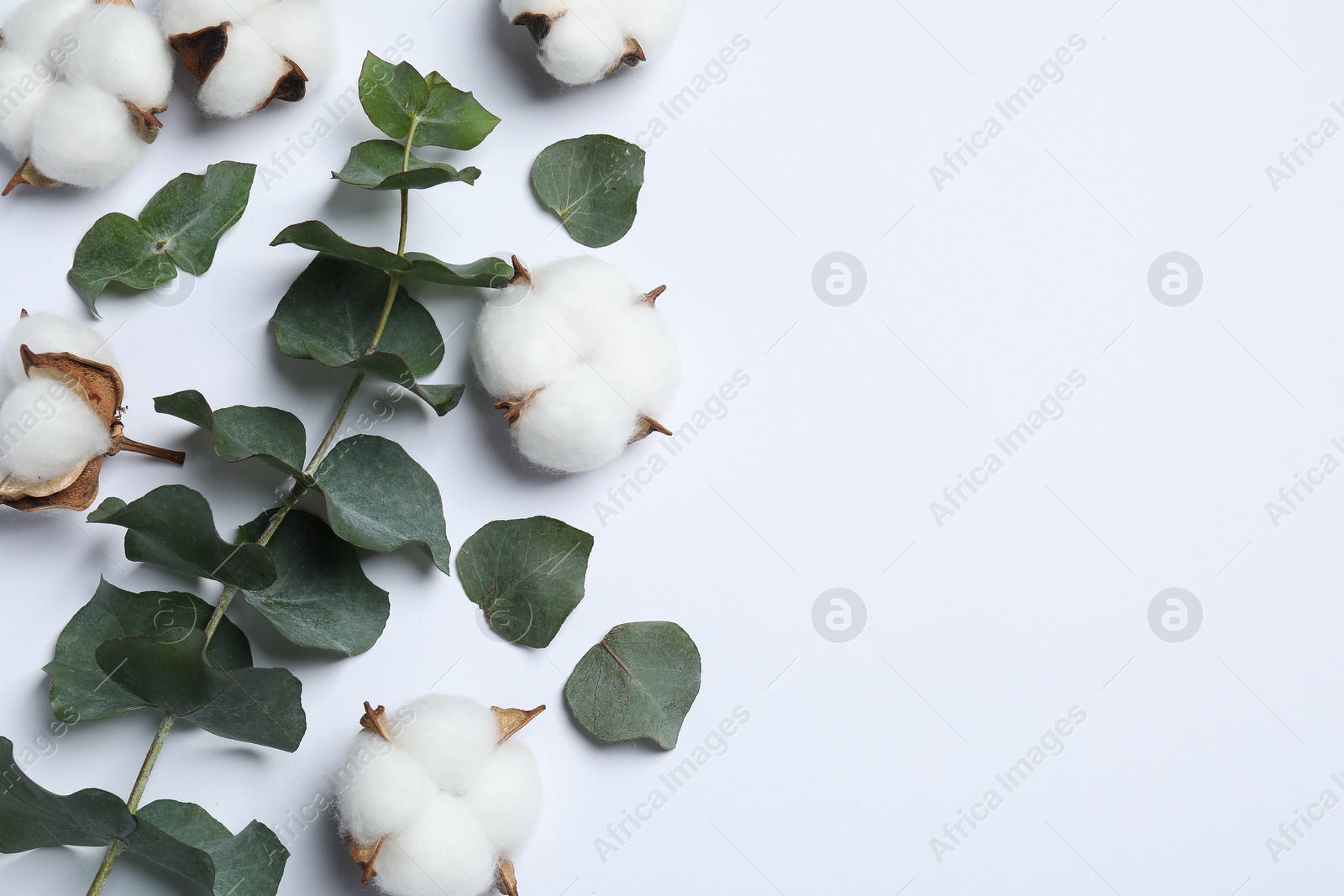 Photo of Fluffy cotton flowers and eucalyptus leaves on white background, flat lay. Space for text