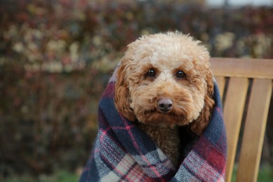 Photo of Cute fluffy dog wrapped in blanket outdoors. Space for text