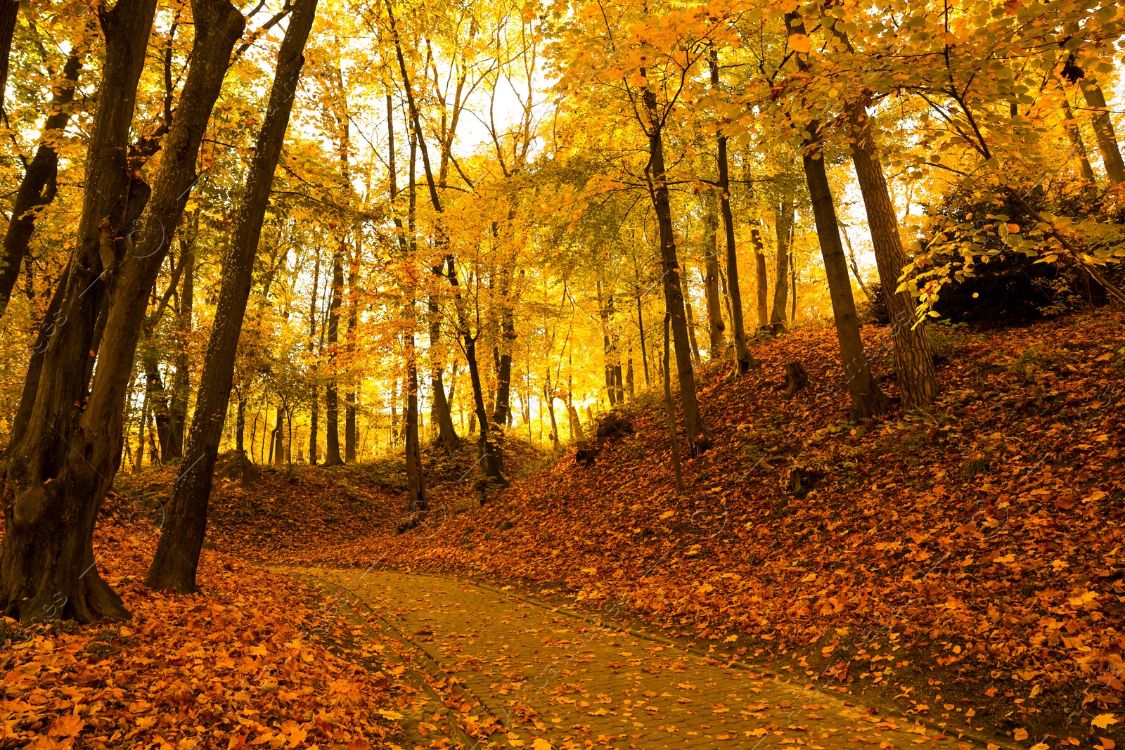 Photo of Beautiful yellowed trees and paved pathway in park