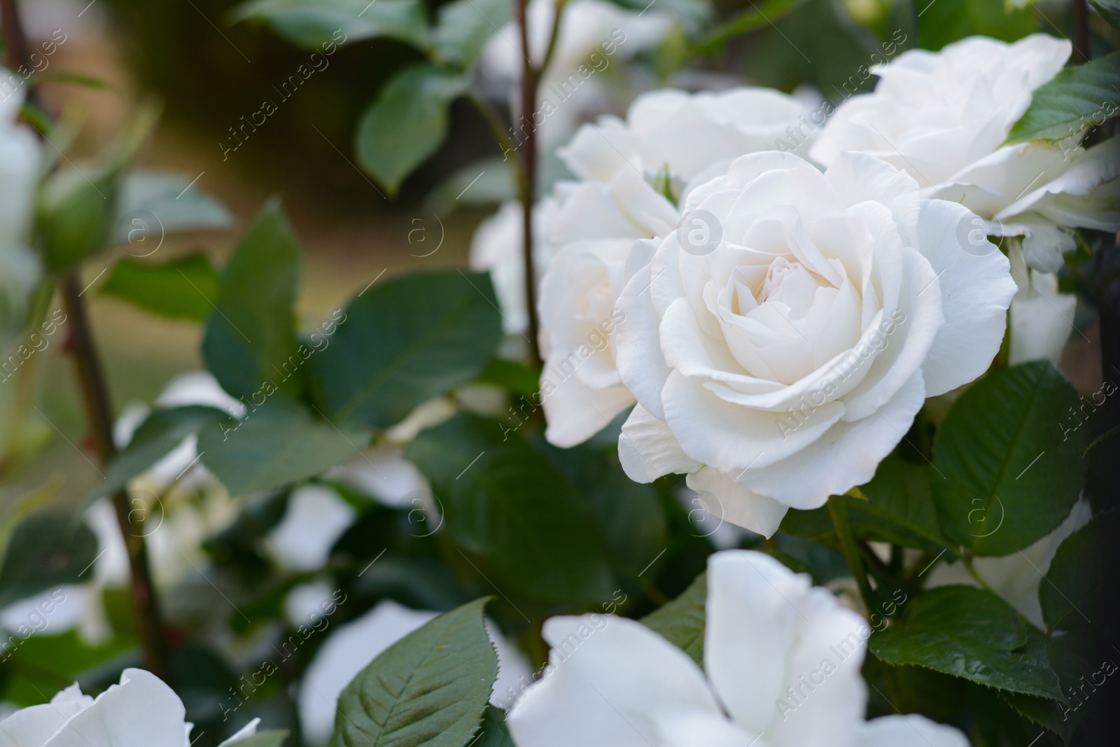 Photo of Beautiful blooming rose bush outdoors, closeup. Space for text