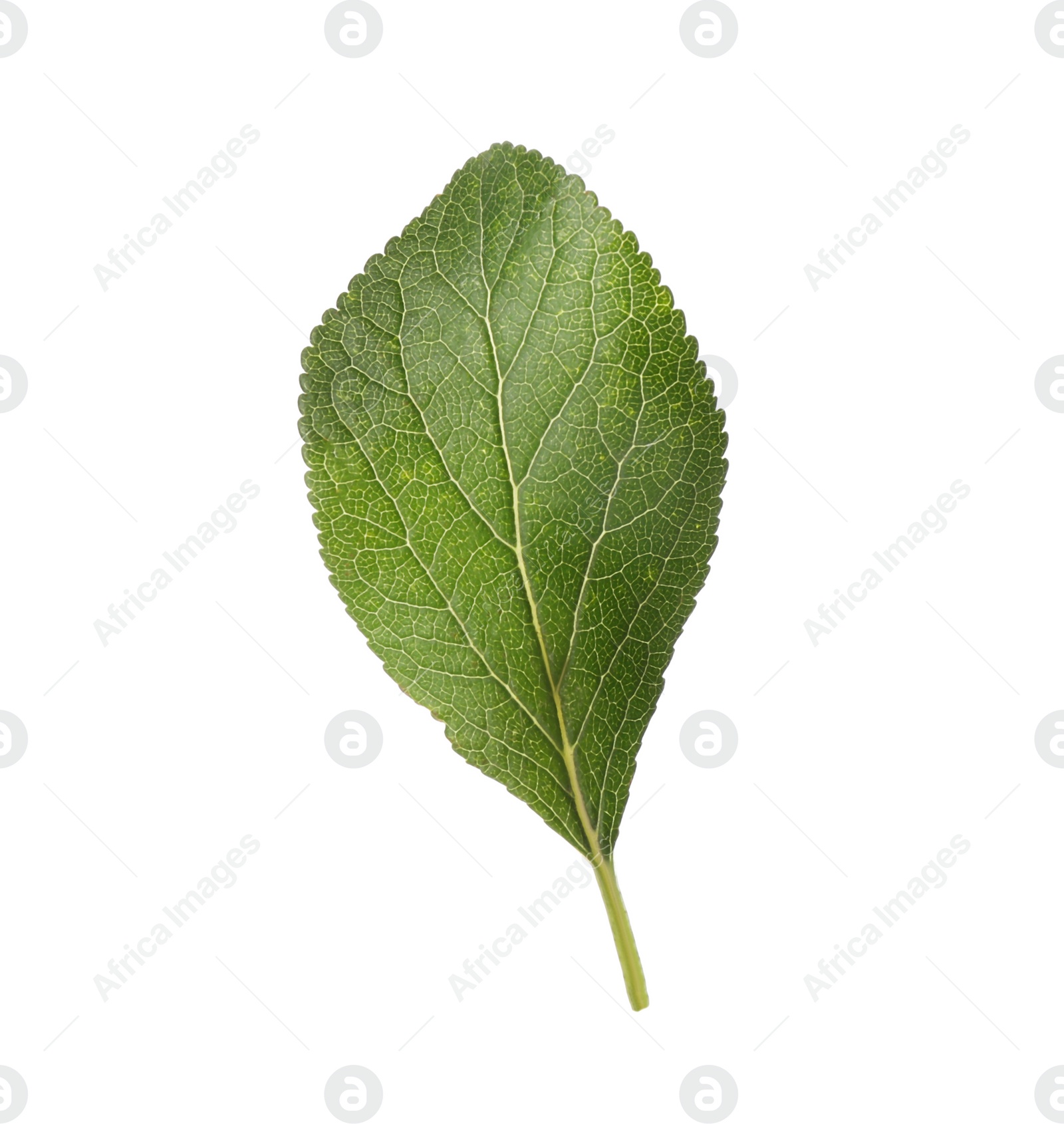 Photo of Fresh green plum leaf isolated on white