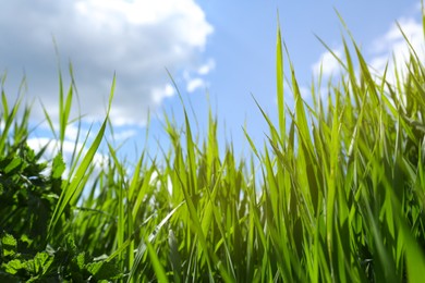 Photo of Beautiful lawn with green grass on sunny day, low angle view