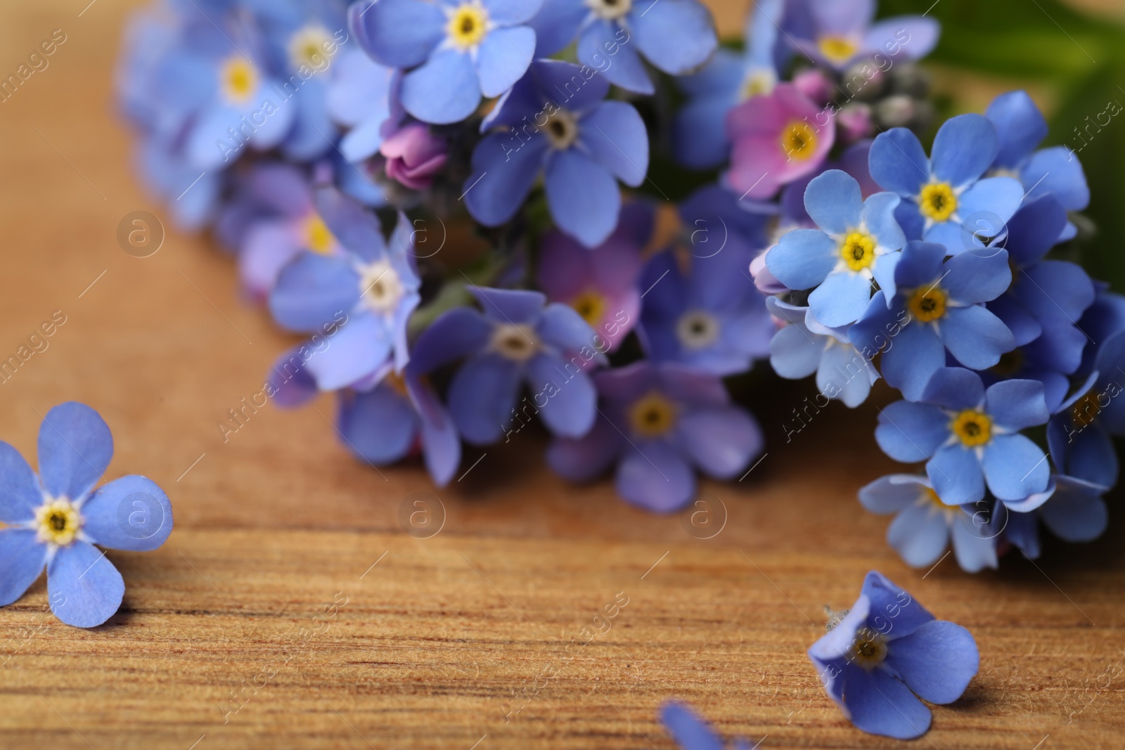 Photo of Beautiful blue Forget-me-not flowers on wooden table, closeup