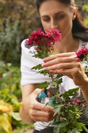 Photo of Woman pruning pink flowers by secateurs outdoors, focus on hands